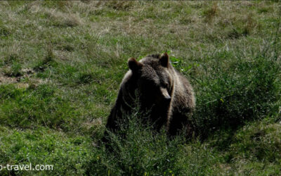 Wild Animals Romania