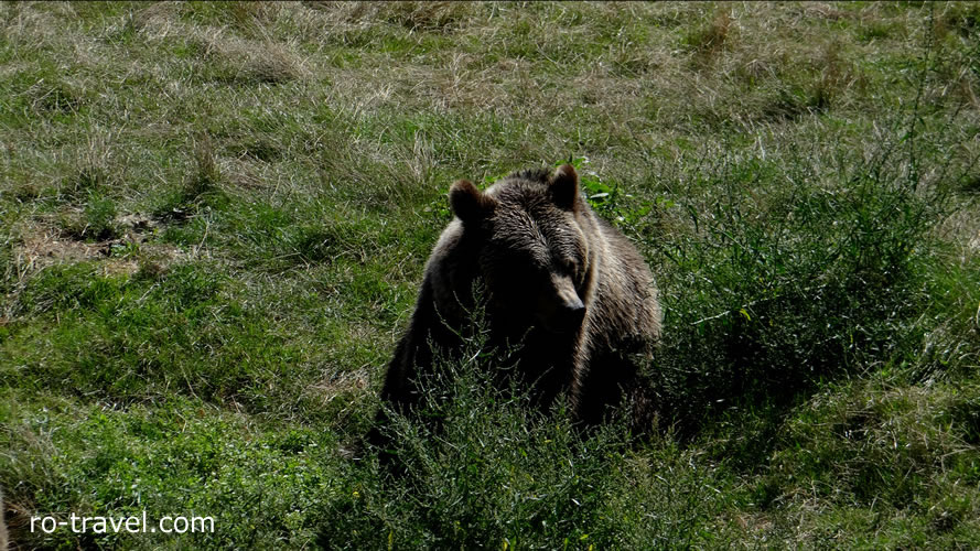 Brown Bear Romania